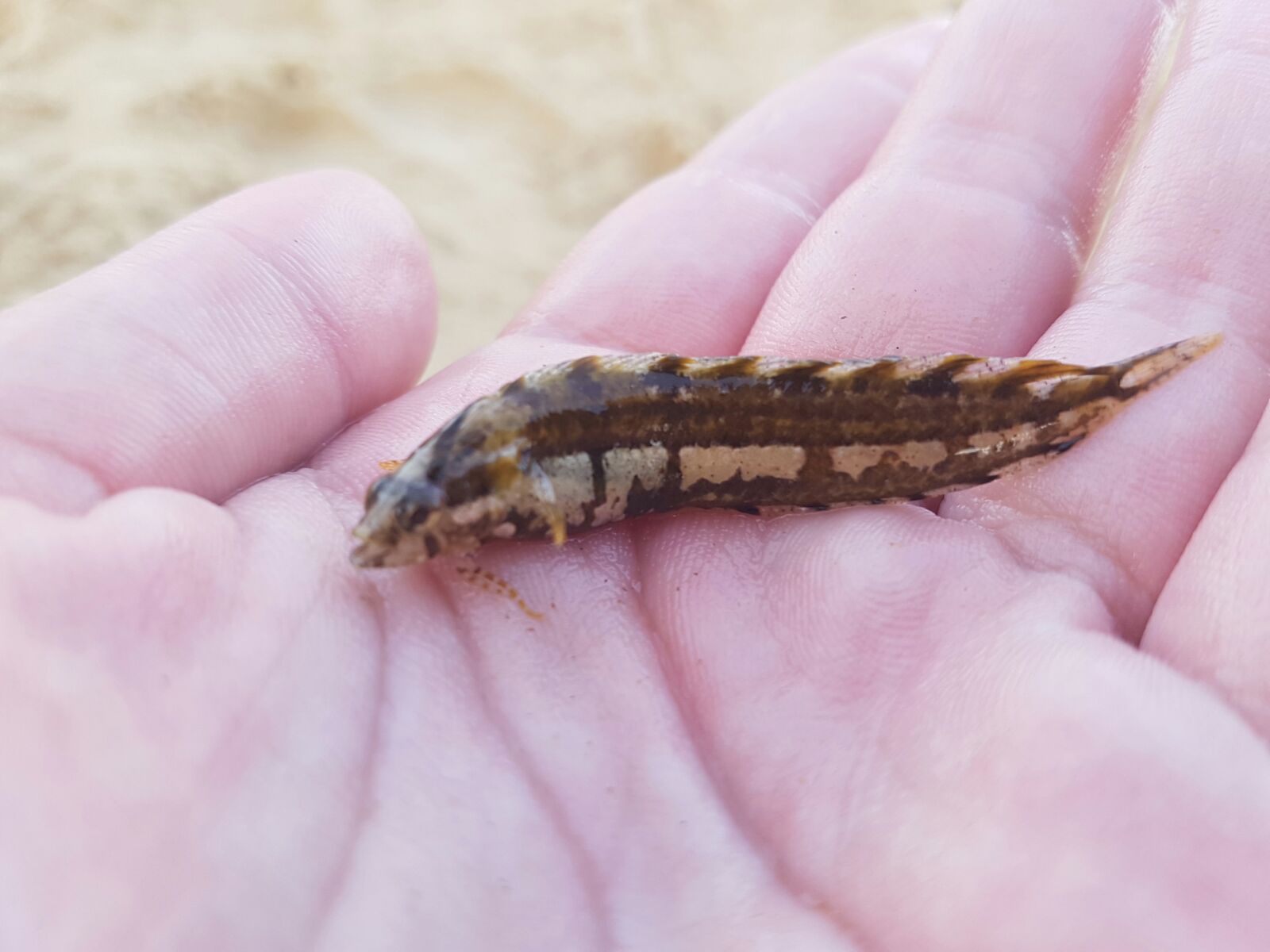 Clinitrachus argentatus (pescata e rilasciata) dalla Sicilia